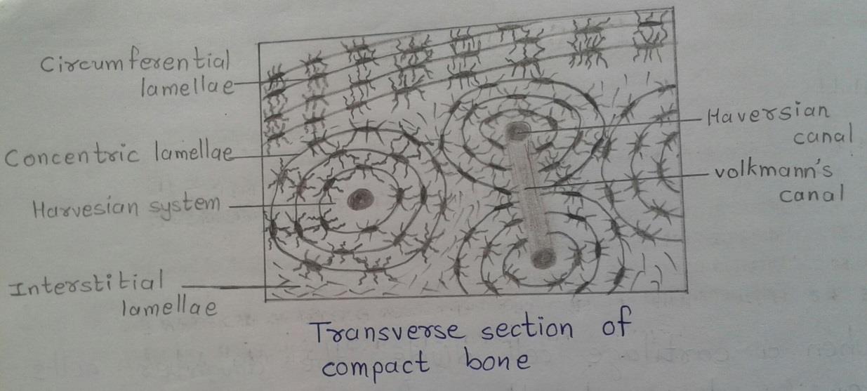 Transverse section of compact bone
