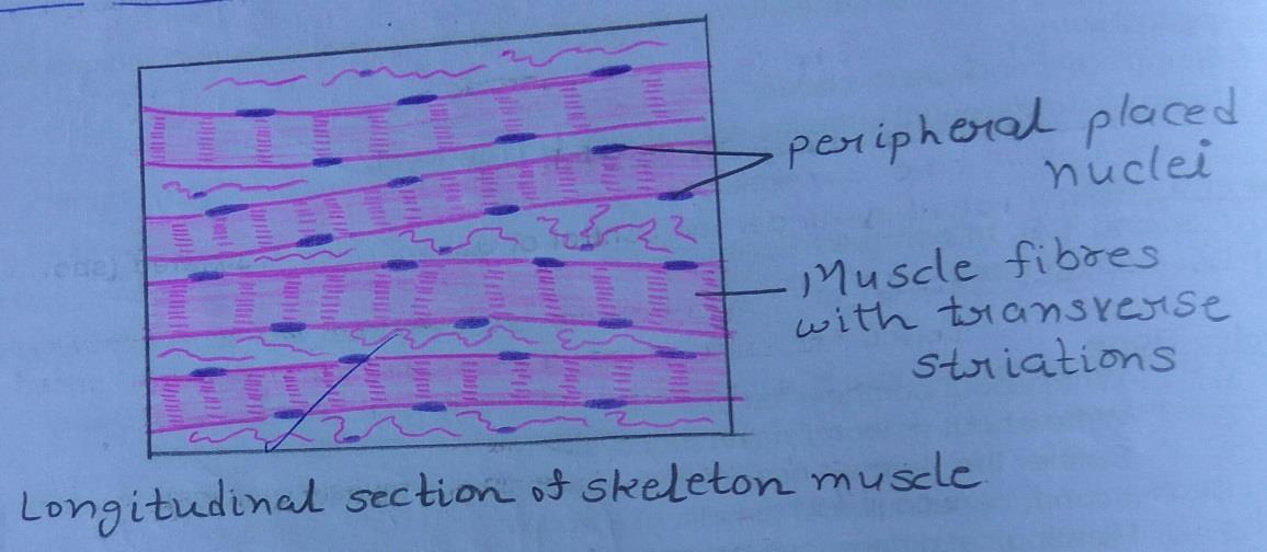 Longitudinal section of skeleton muscle