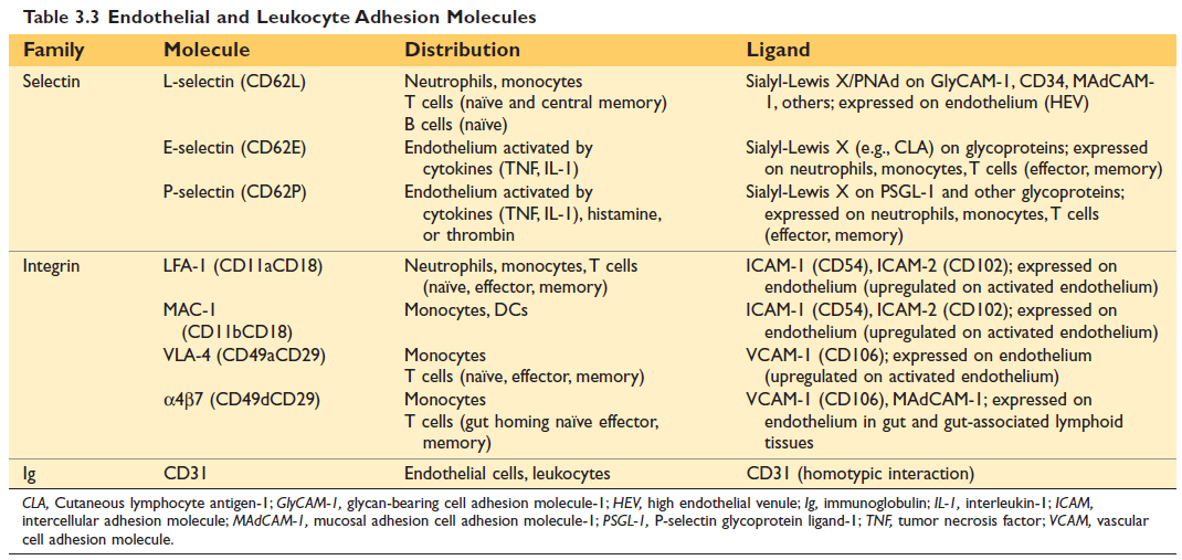 Endothelial and Leukocyte Adhesion Molecules
