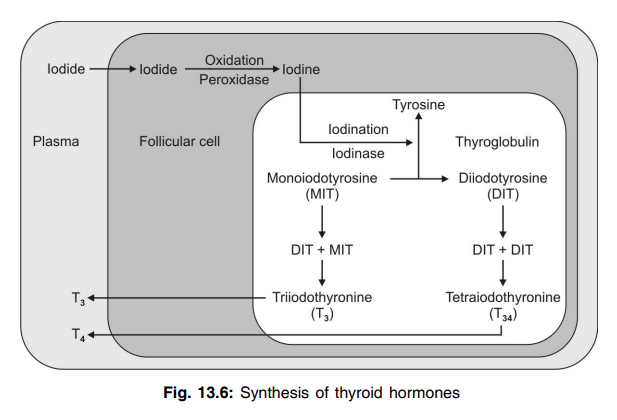 synthesis of thyroid Growth Hormone that causes the blood sugar level to increase