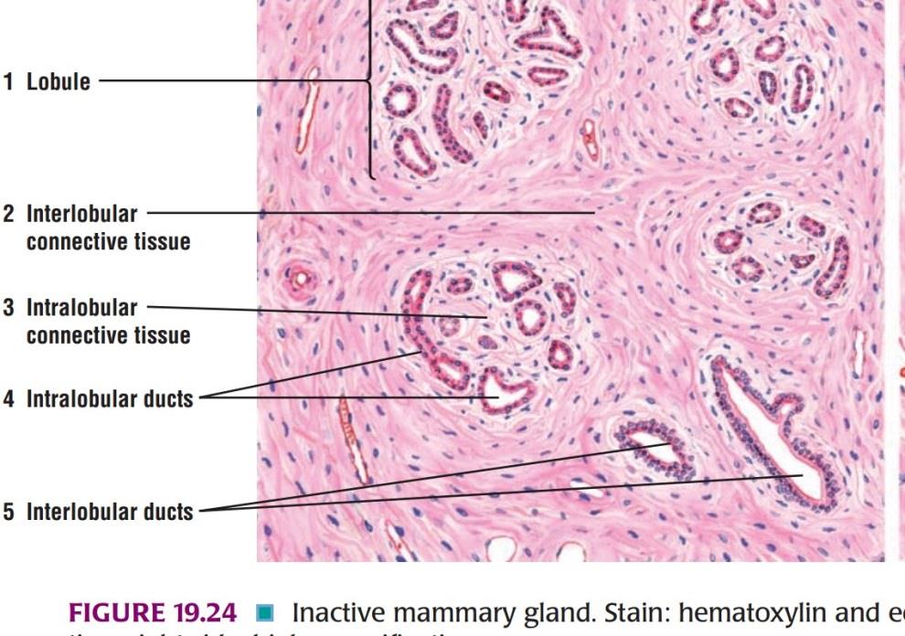 Ideal slide of mammary gland 