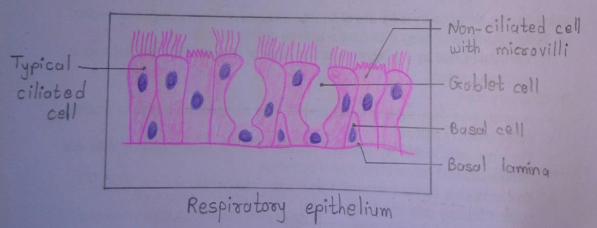 T.S of respiratory epithelium 