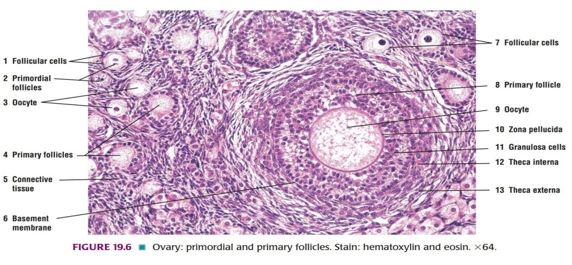 Ideal slide of ovary 