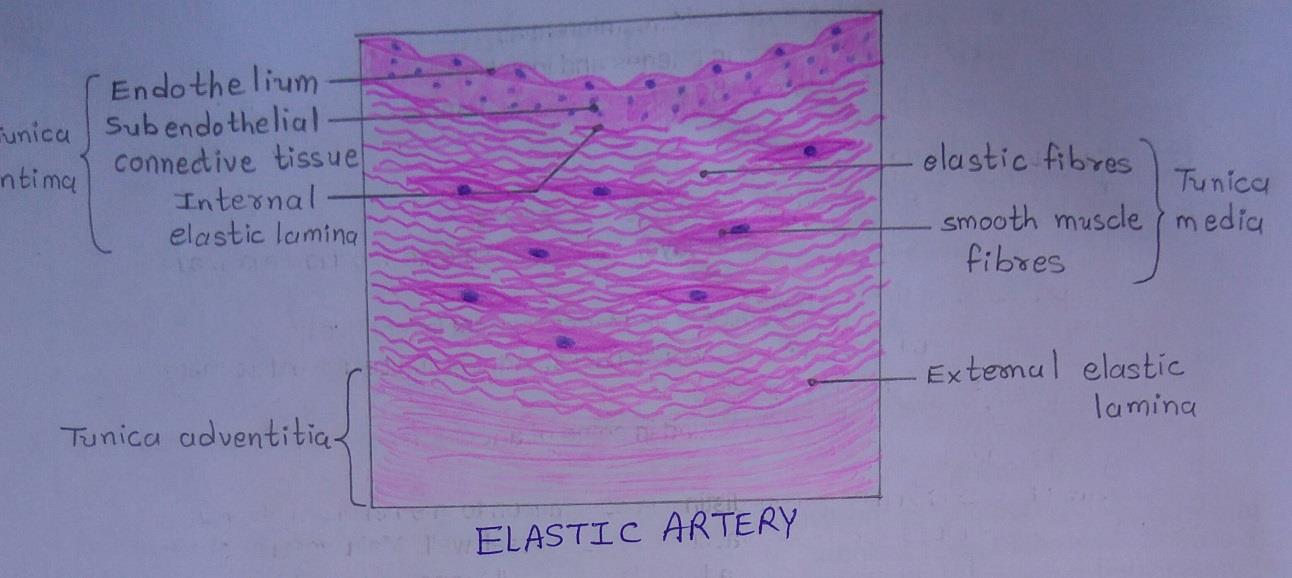 T.S of elastic artery 