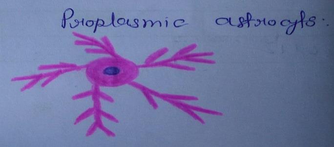 Protoplasmic astrocyte 