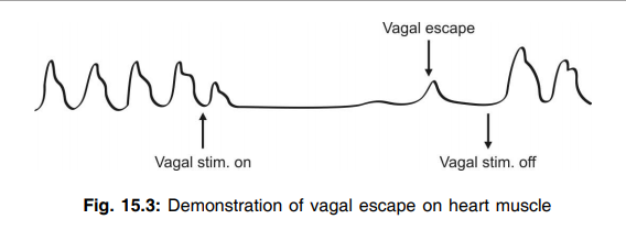 Demonstration of vagal escape on heart muscle 