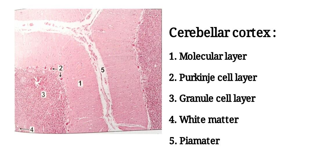 Ideal slide of cerebellar cortex 