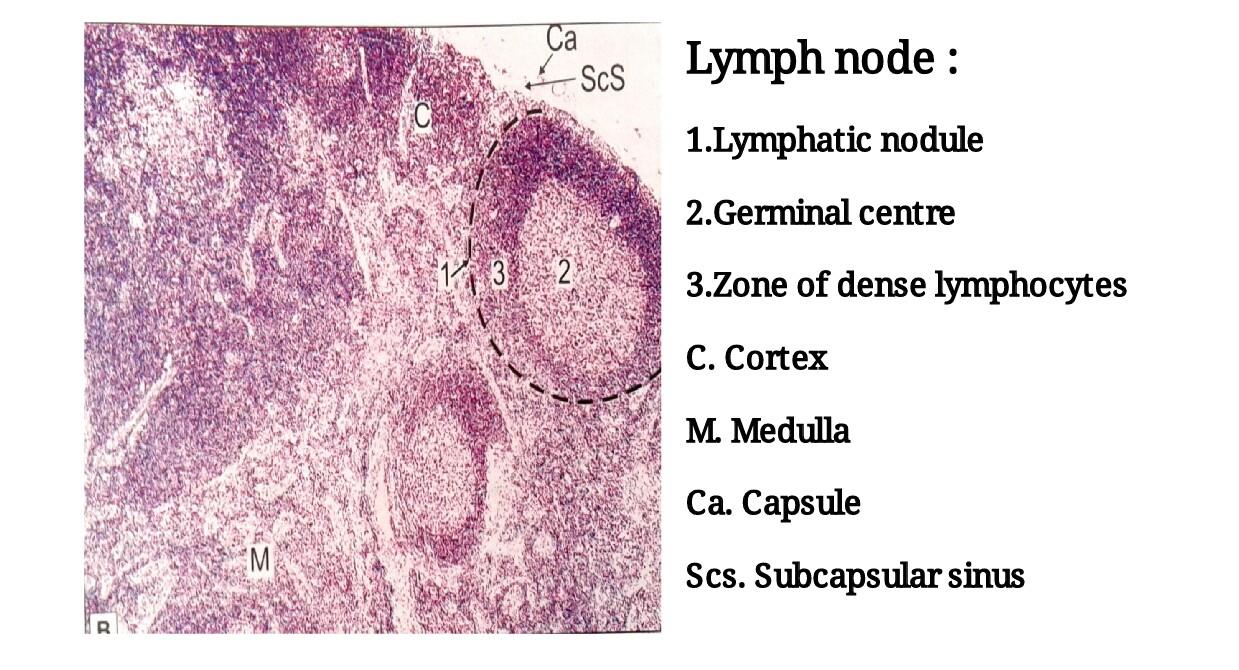 Ideal slide of lymph node 