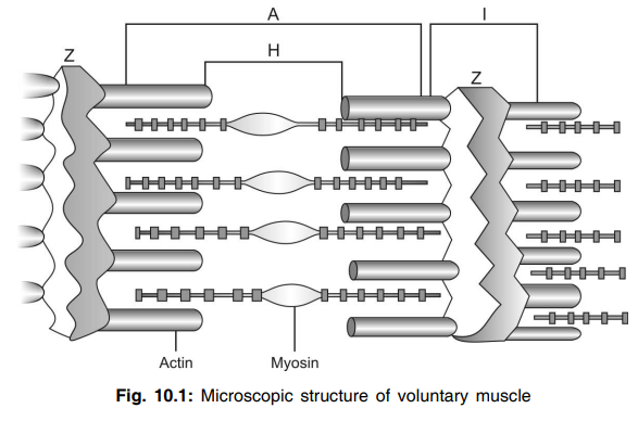 Microscopic structure of voluntary muscle 