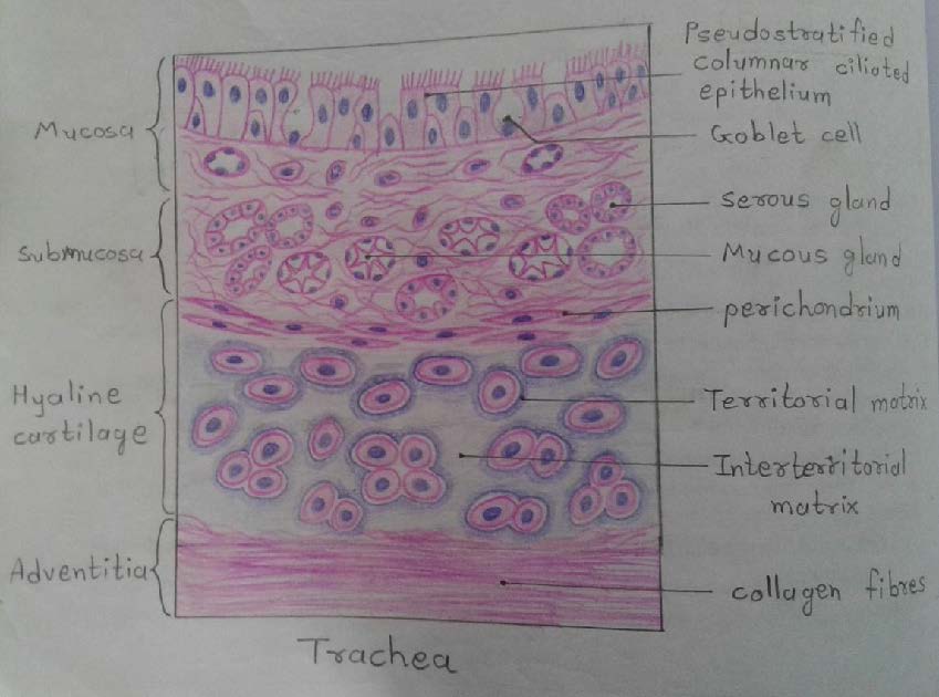 T.S of trachea 