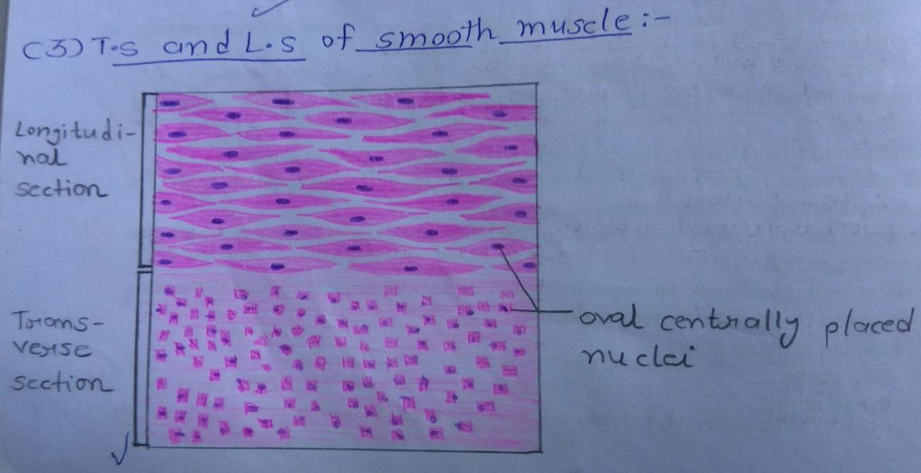 T.S and L.S of smooth muscle