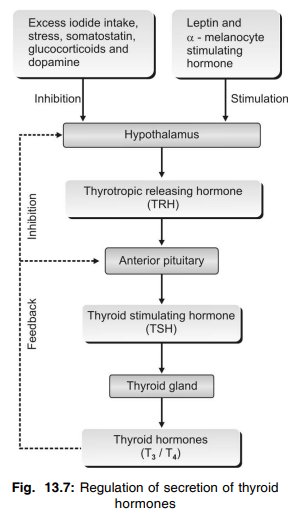 Regulation of secretion of thyroid Growth Hormone that causes the blood sugar level to increase