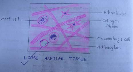 Loose areolar tissue