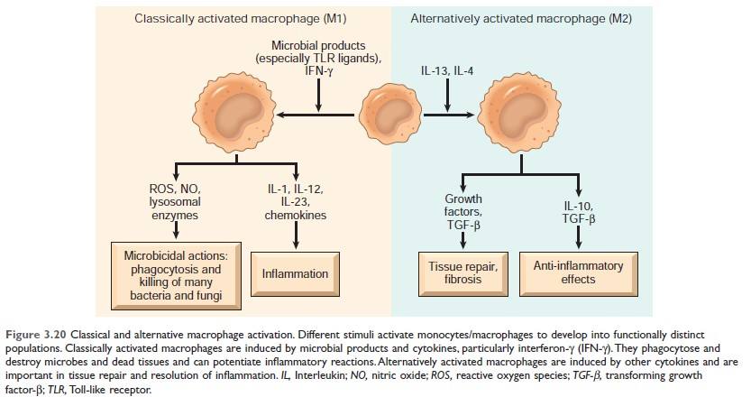 Classical and alternative macrophage activation