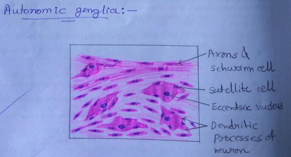 T.S of autonomic ganglia 