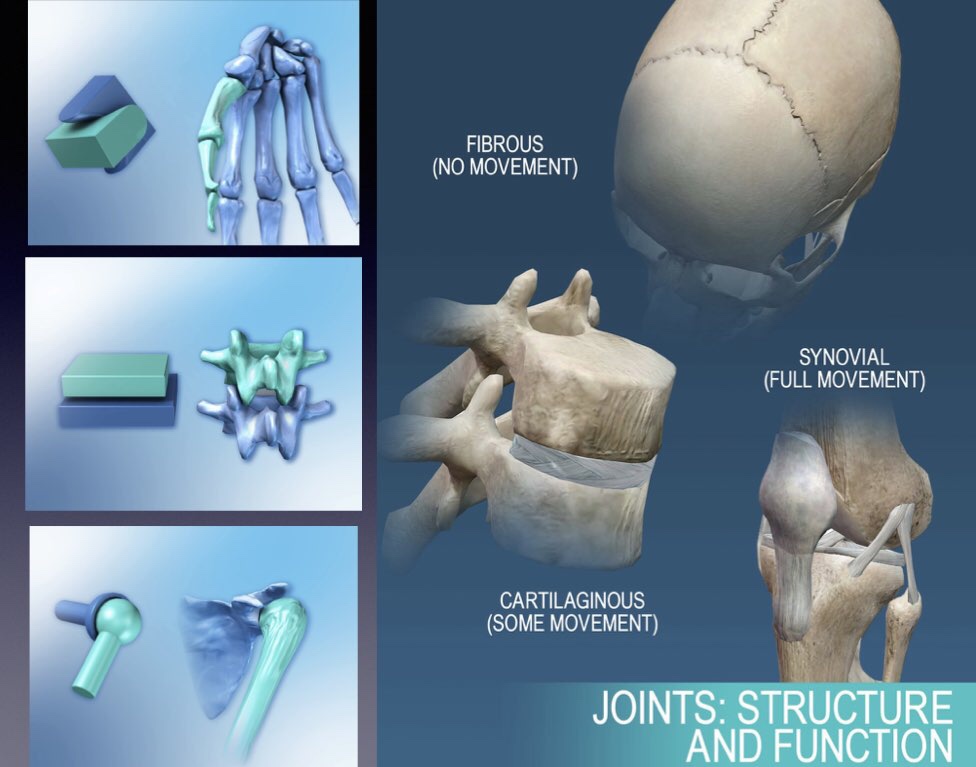 Joint is the meeting point between two or more bones