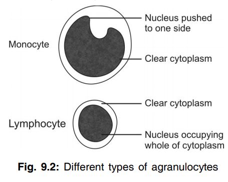 Different type of agranulocytes 