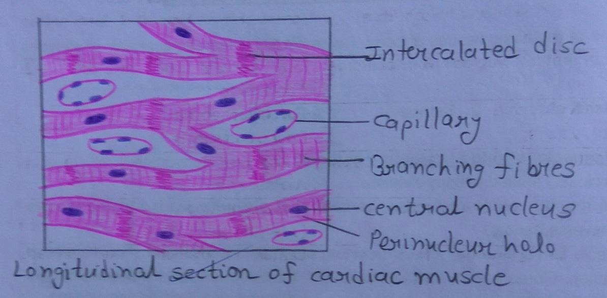 Longitudinal section of cardiac muscle