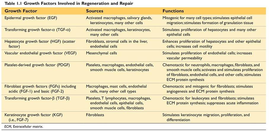 Growth factor