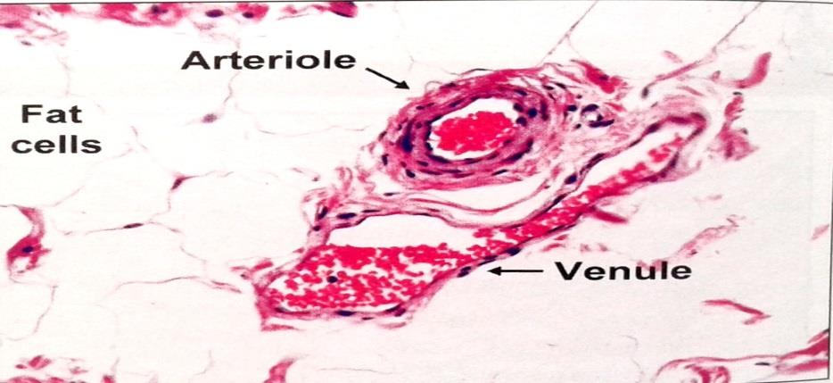Ideal slide of arteriole 