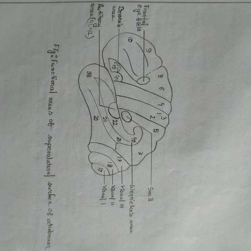 Functional area of superolateral surface of cerebrum