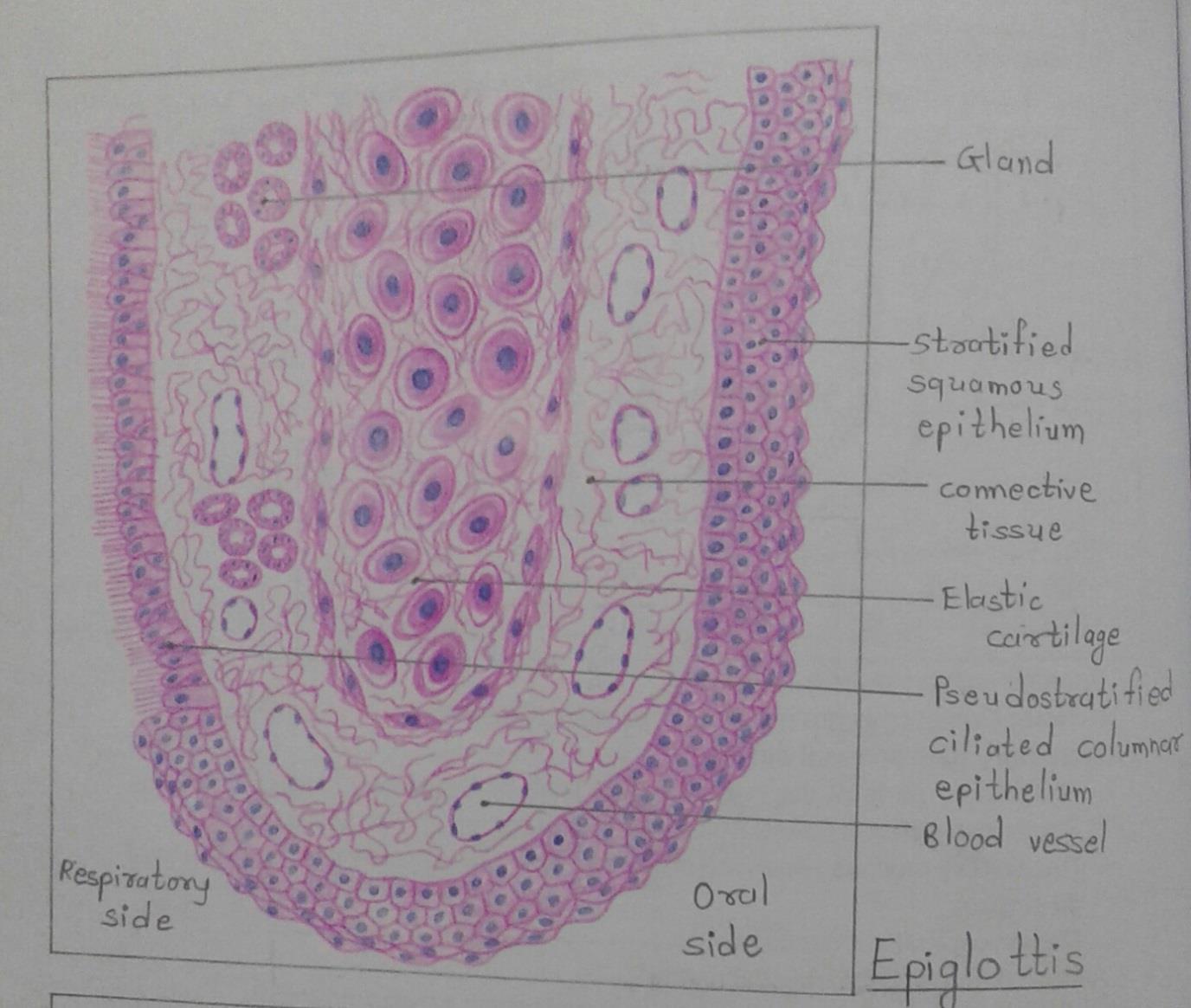 T.S of epiglottis 