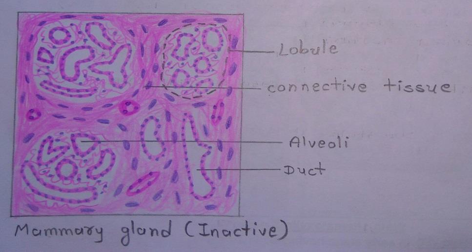T.S of mammary gland 