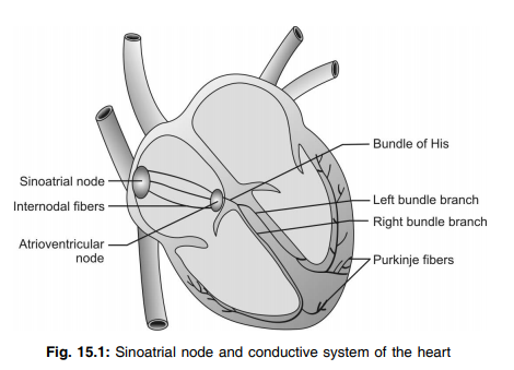 Conductive system of heart