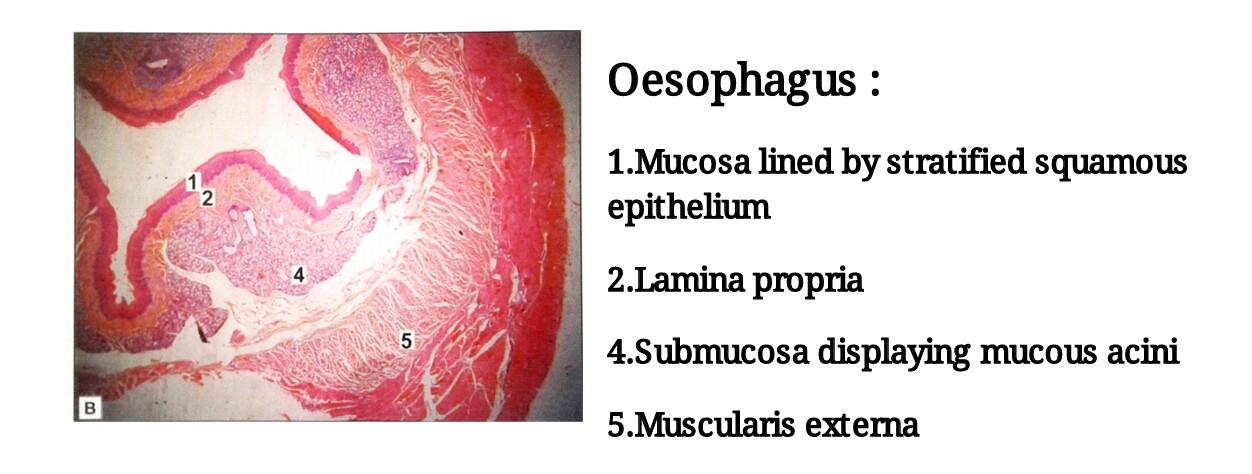 Ideal slide of oesophagus 
