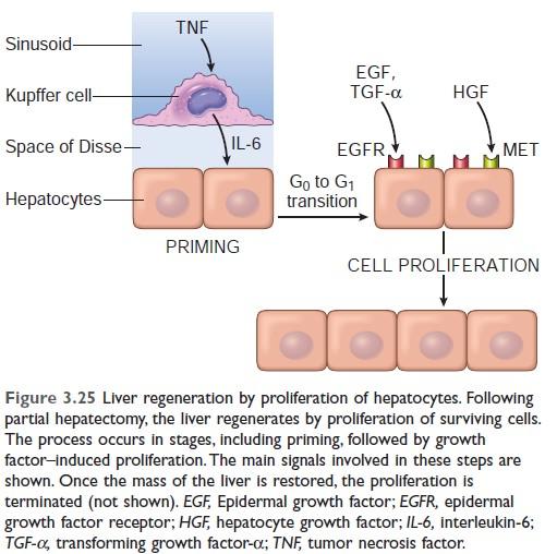 Mechanism of liver regeneration