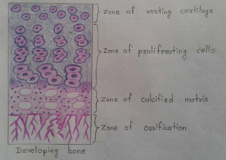 Developing bone