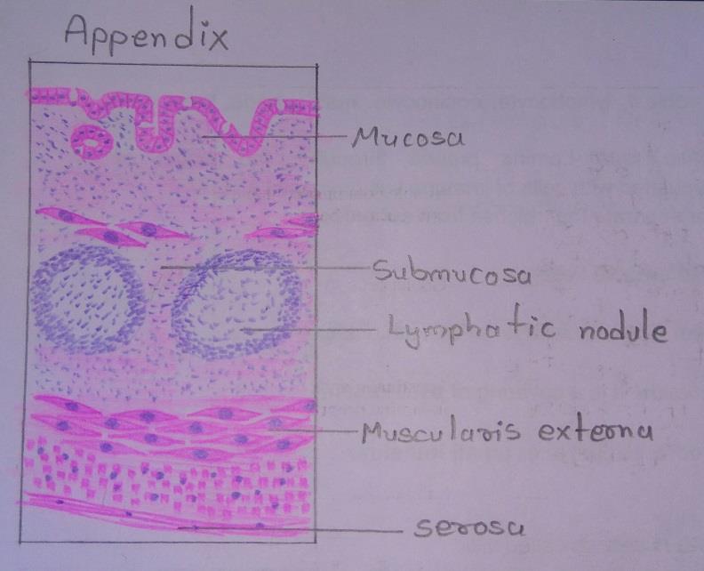 T.S of appendix 
