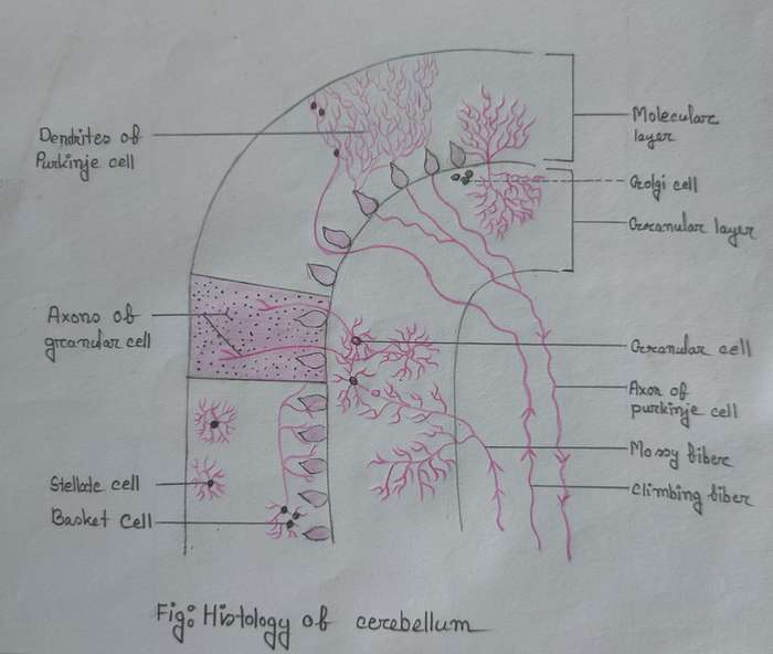 Histology of cerebellum