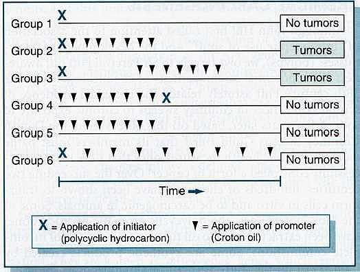 Initiation and promotion phases of carcinogenesis in mice