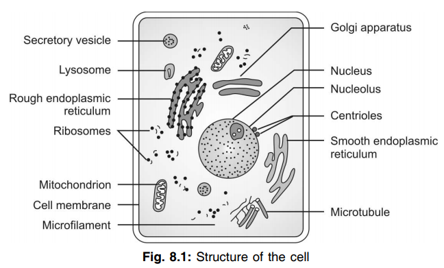 Structure of cell