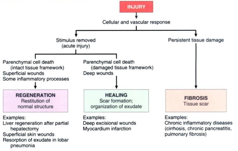 Repair responses after injury and inflammation