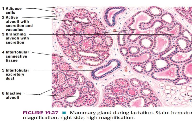Ideal slide of active mammary gland 