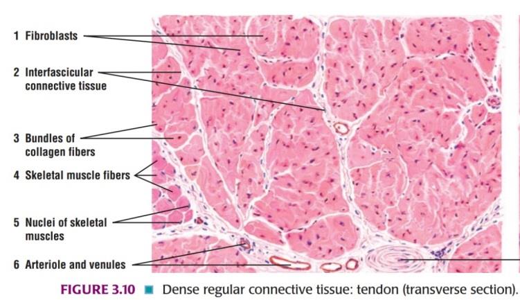 Dense regular connective tissue