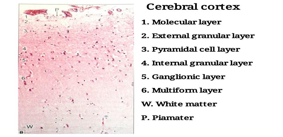 Ideal slide of cerebral cortex