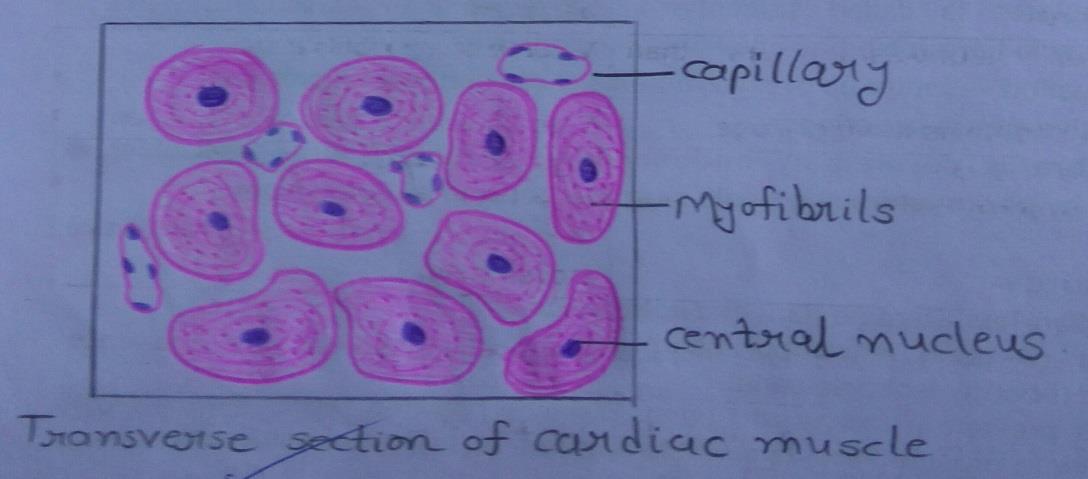Transverse section of cardiac muscle 