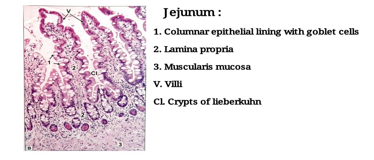 Ideal slide of jejunum 