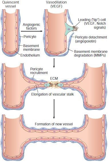 Steps of angiogenesis