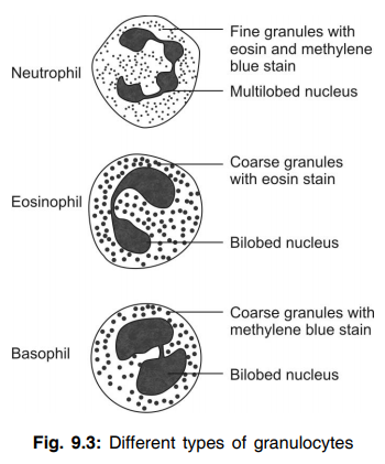 Different types of granulocytes 