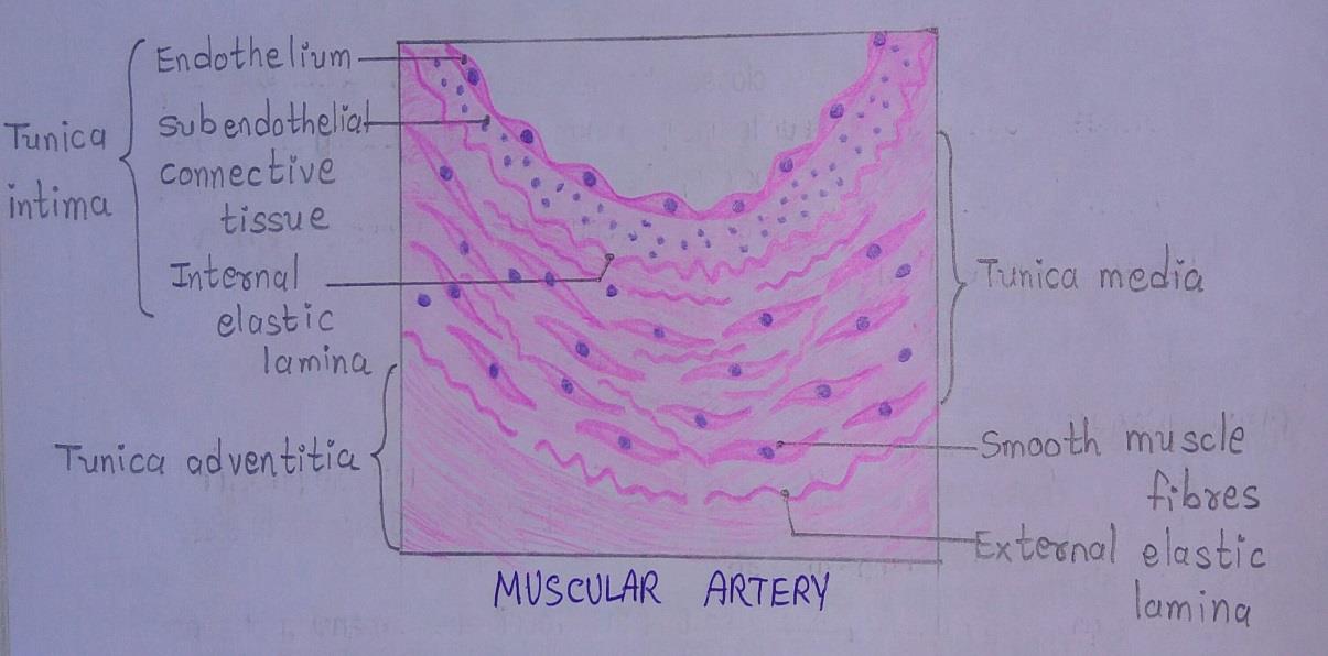 T.S of muscular artery 