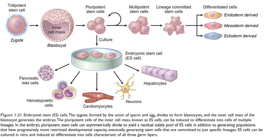 Totipotent stem cell