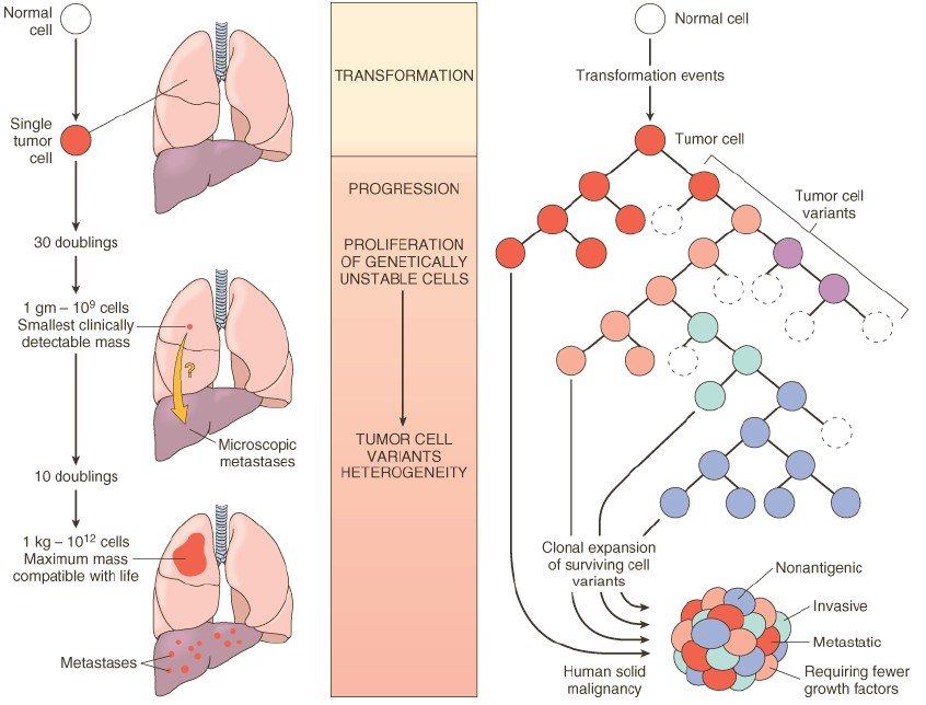 Biology of tumor growth andTumor progression and generation of heterogeneity
