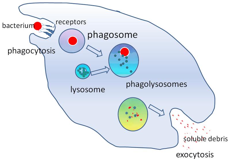 Steps of phagocytosis