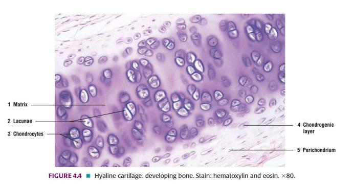 Hyaline cartilage in developing bone