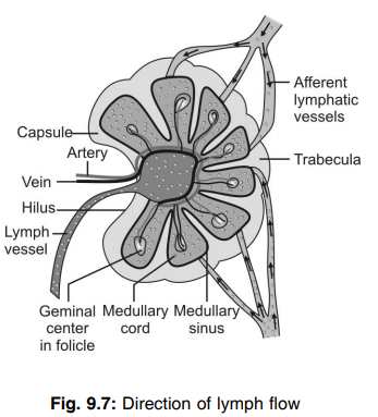 Direction of lymph flow 