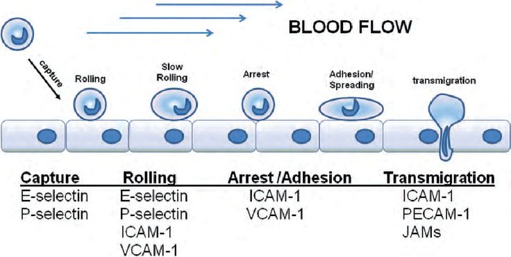 Function of leukocyte adhesion molecules